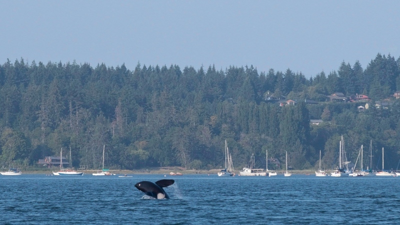 A killer whale breaches the surface of the water in a Comox, B.C., harbour on July 31, 2018. Investigators with an international environmental watchdog want to probe whether Canada is breaking its own laws by not stopping toxic wastewater from being dumped into its Pacific waters. Environment Canada figures say 88 millions tonnes of washwater went overboard along the British Columbia coast in 2022 alone. (Jen Osborne / The Canadian Press)