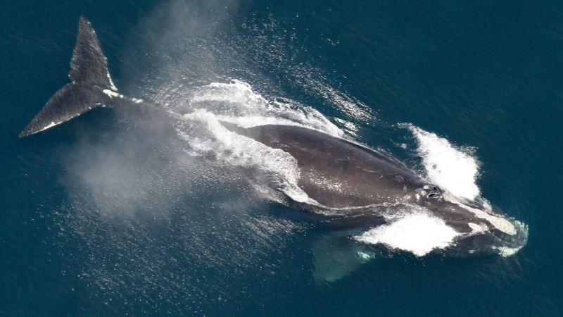 This image provided by NOAA, shows a North Atlantic right whale visiting the waters off New England on May 25, 2024. (NOAA via AP) 