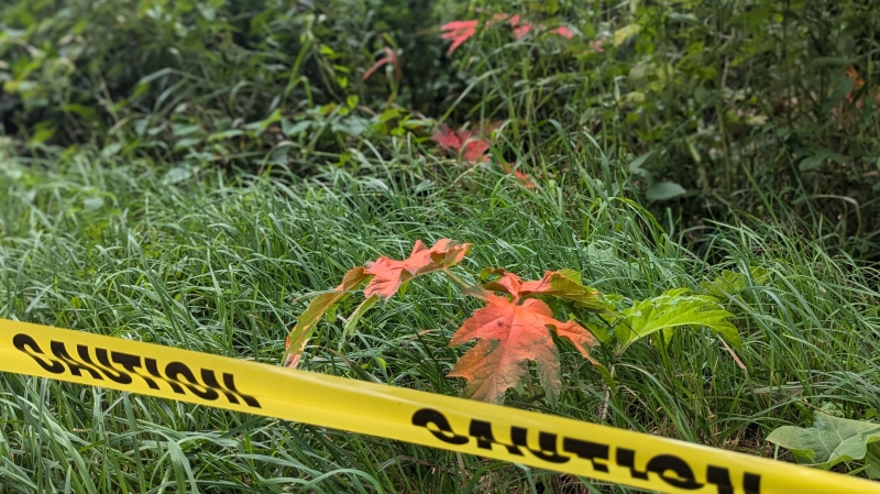 Hogweed plants, marked with orange paint, at Schneider Park in Kitchener, Ont. on July 3, 2024. (Dan Lauckner/CTV Kitchener)