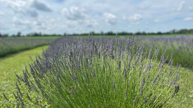 Lavender plants are pictured in this photo taken at Tullamore Lavender Co. on July 4, 2024. (Stefanie Davis/CTV News)