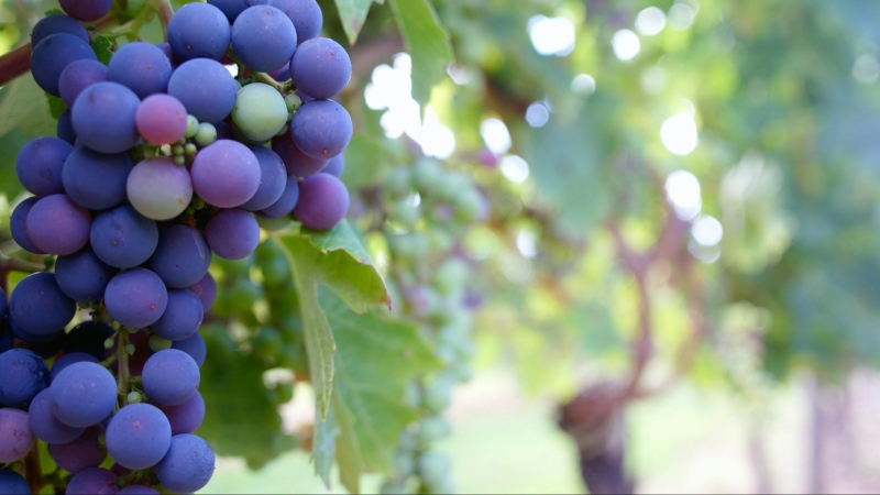 Grapes have been intertwined with the story of humanity for millennia, providing the basis for wines produced by our ancestors thousands of years ago — but that may not have been the case if dinosaurs hadn’t disappeared from the planet, according to new research. (Pexels/Henri Guérin)