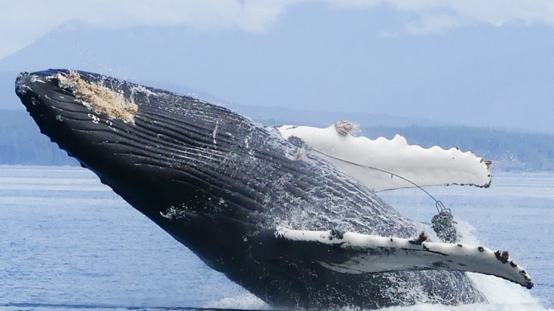 A cropped photo of the entangled humpback whale off Vancouver Island on June 28, 2024. (Tasli Shaw / Humpbacks of the Salish Sea)