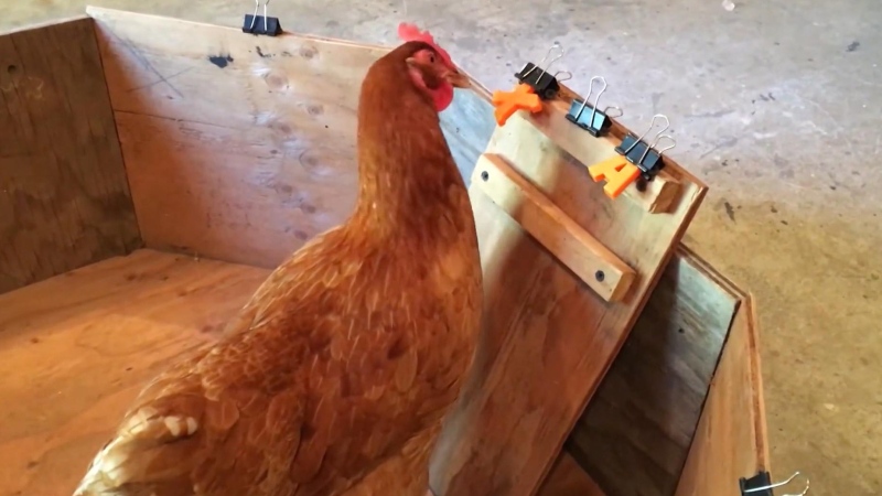 Pet chicken