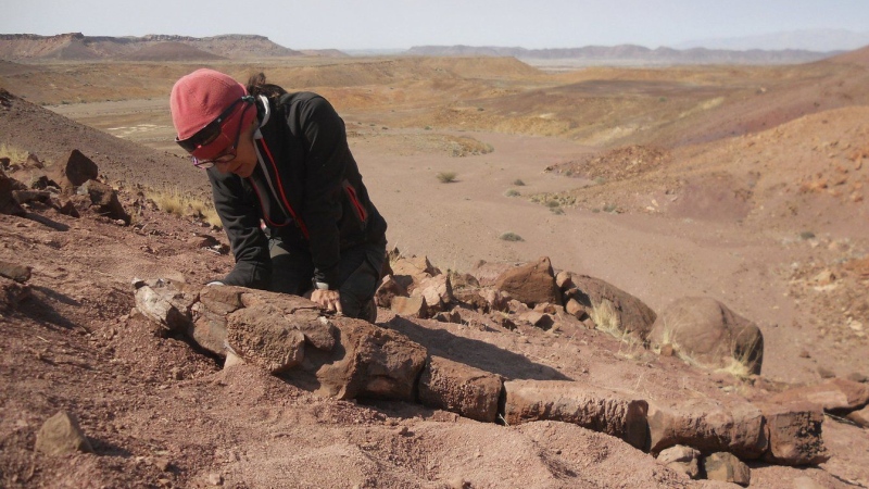 Claudia Marsicano, professor at the University of Buenos Aires, examining the new basal tetrapod fossil at the discovery site of a salamander-like creature near the Ugab River in Namibia. (Roger M. H. Smith/AP)
Roger M. H. Smith